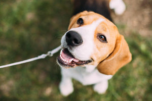 a smiling beagle sitting in a patch of green grass